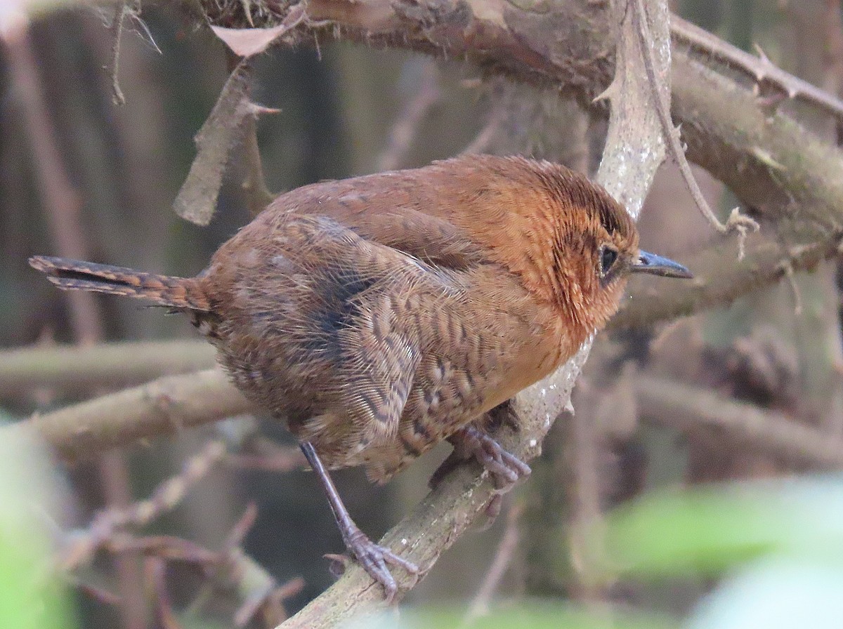 Rufous-browed Wren - ML424759681