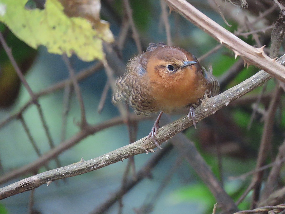 Rufous-browed Wren - ML424759691