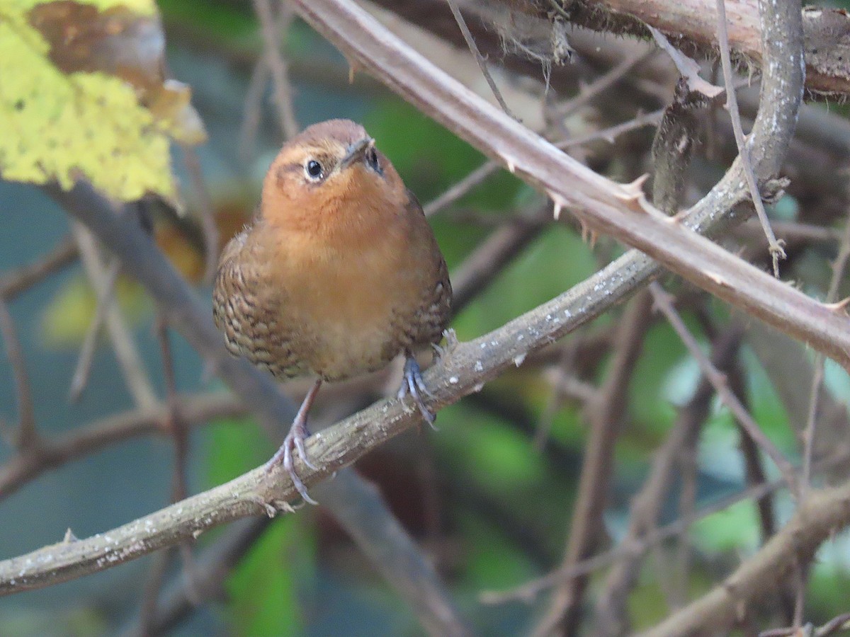 Rufous-browed Wren - ML424759701