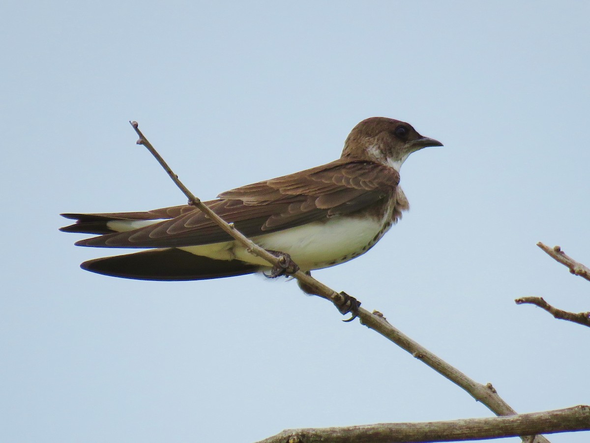 Brown-chested Martin - ML42476031