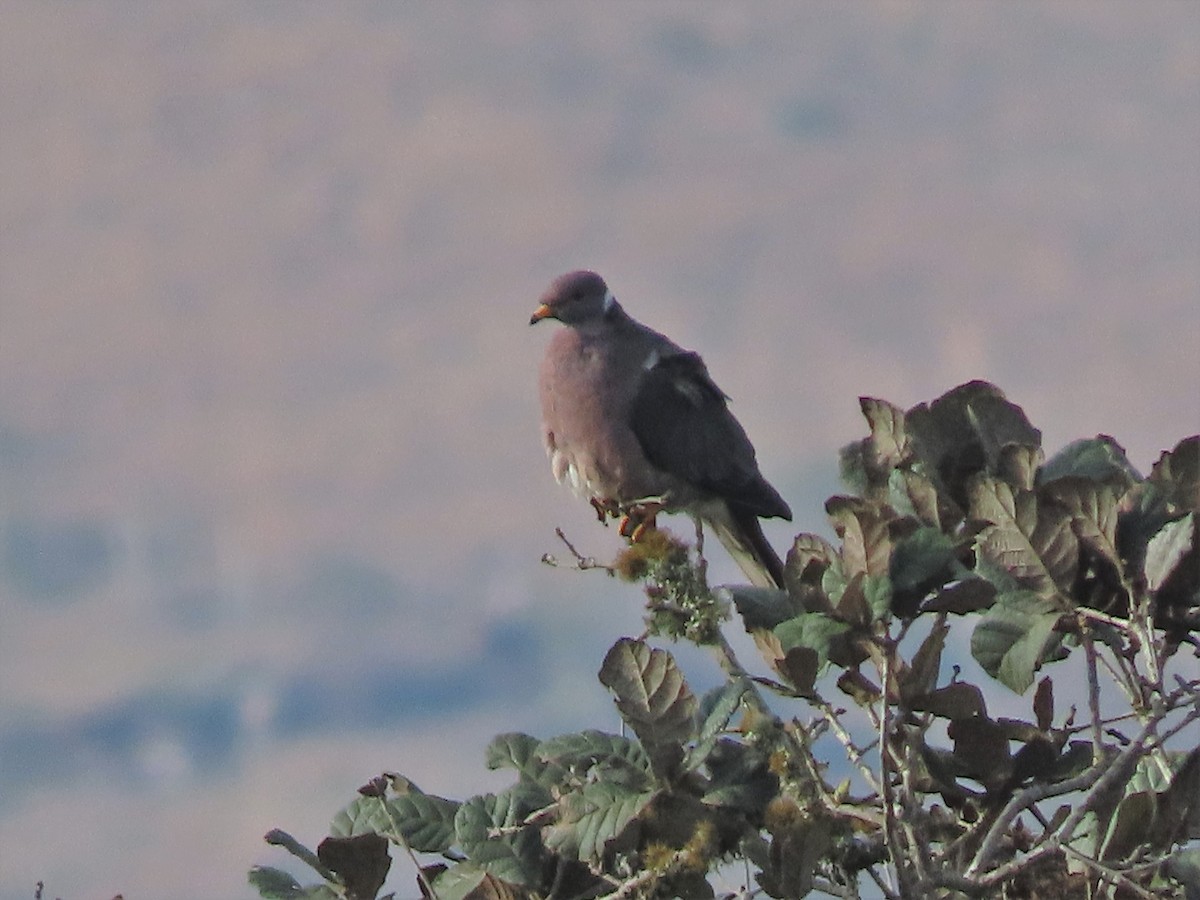 Band-tailed Pigeon - ML424760551