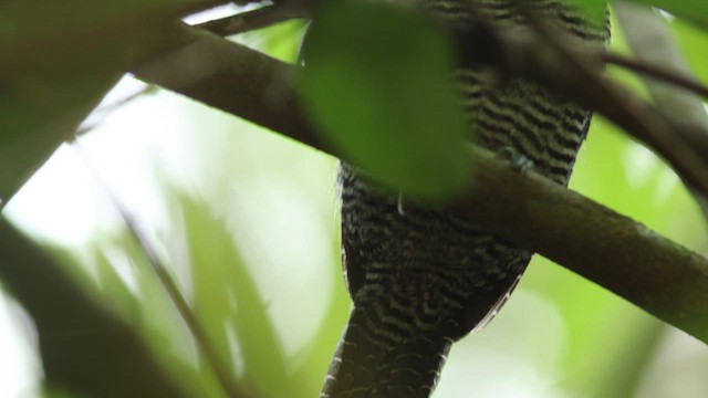 Fasciated Antshrike - ML424760701