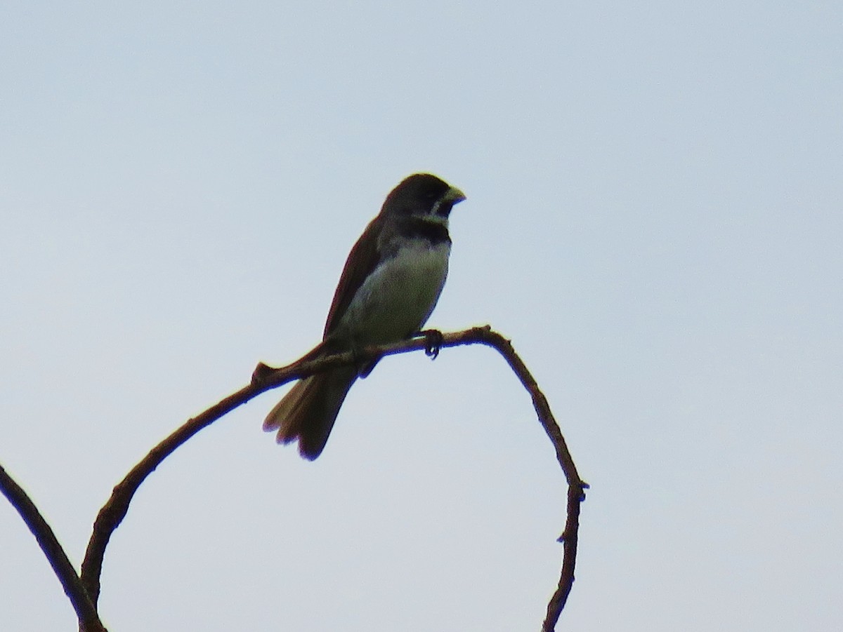 Double-collared Seedeater - ML42476081