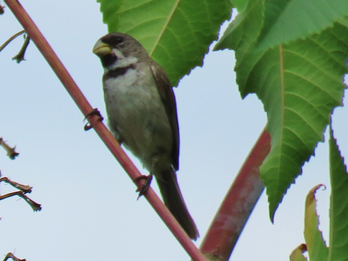 Double-collared Seedeater - ML42476161
