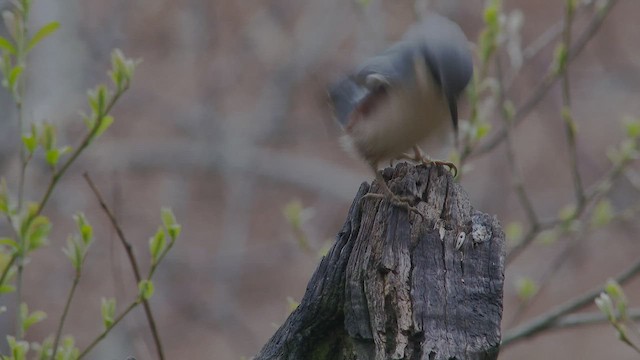 Eurasian Nuthatch - ML424761691