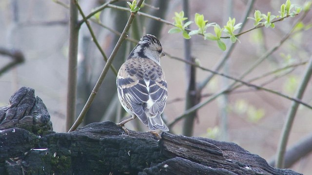 Brambling - ML424761761