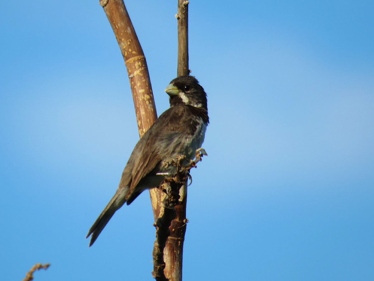 Double-collared Seedeater - ML42476201