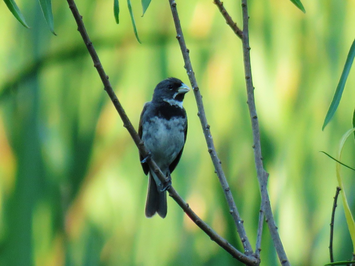 Double-collared Seedeater - ML42476241