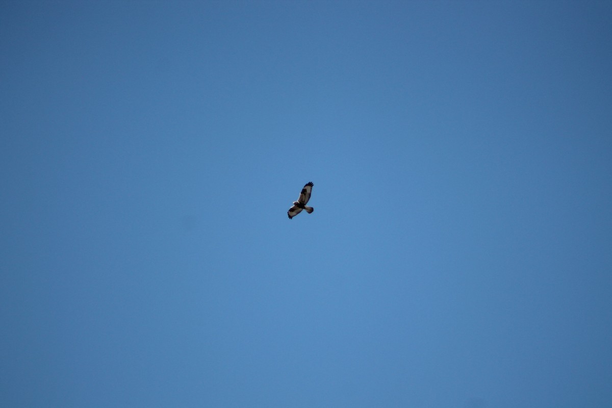 Rough-legged Hawk - ML424762831