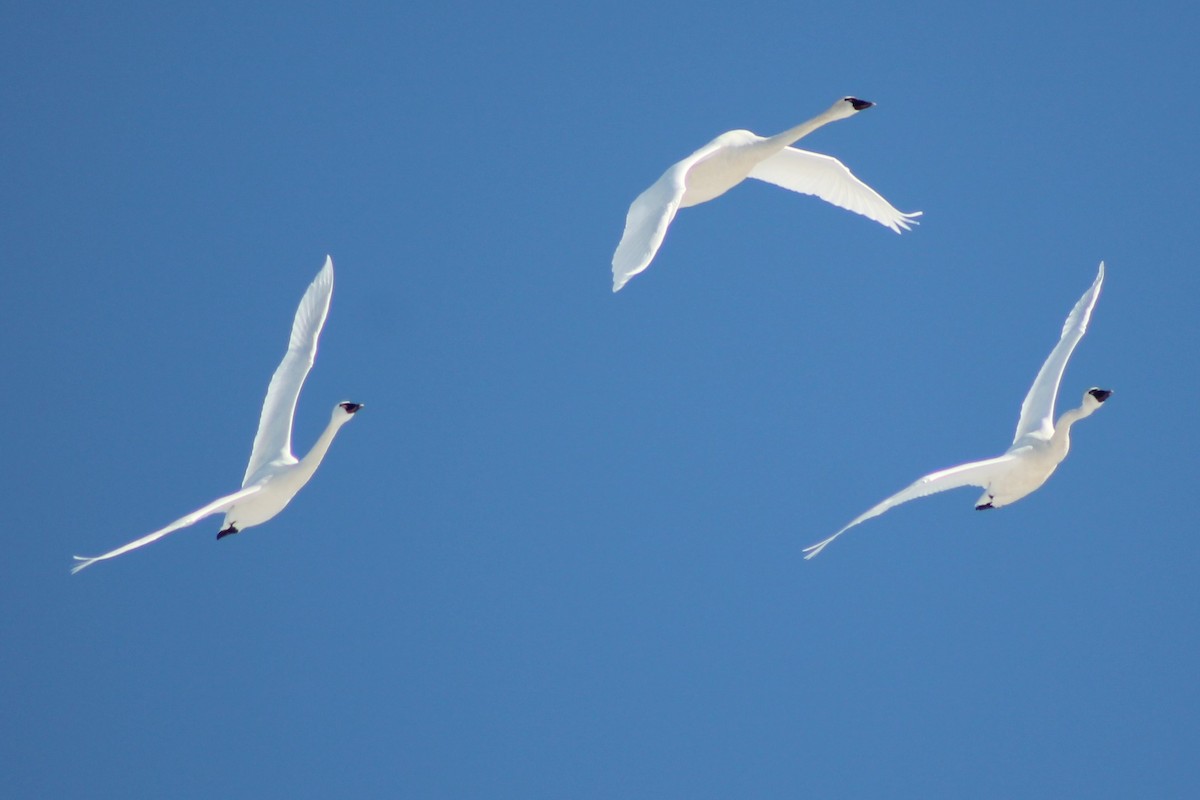 labuť malá (ssp. columbianus) - ML424763141