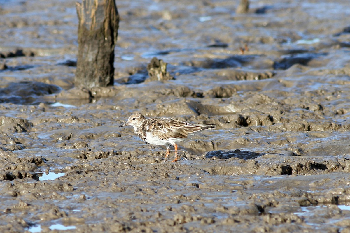 Ruddy Turnstone - ML424763201