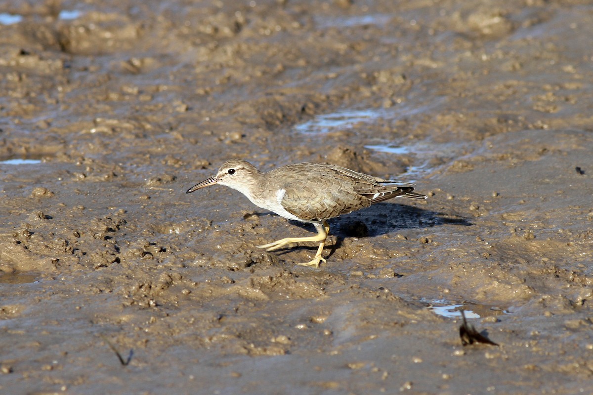 Spotted Sandpiper - ML424763281