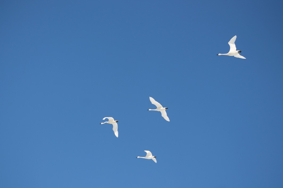 Tundra Swan (Whistling) - ML424763471