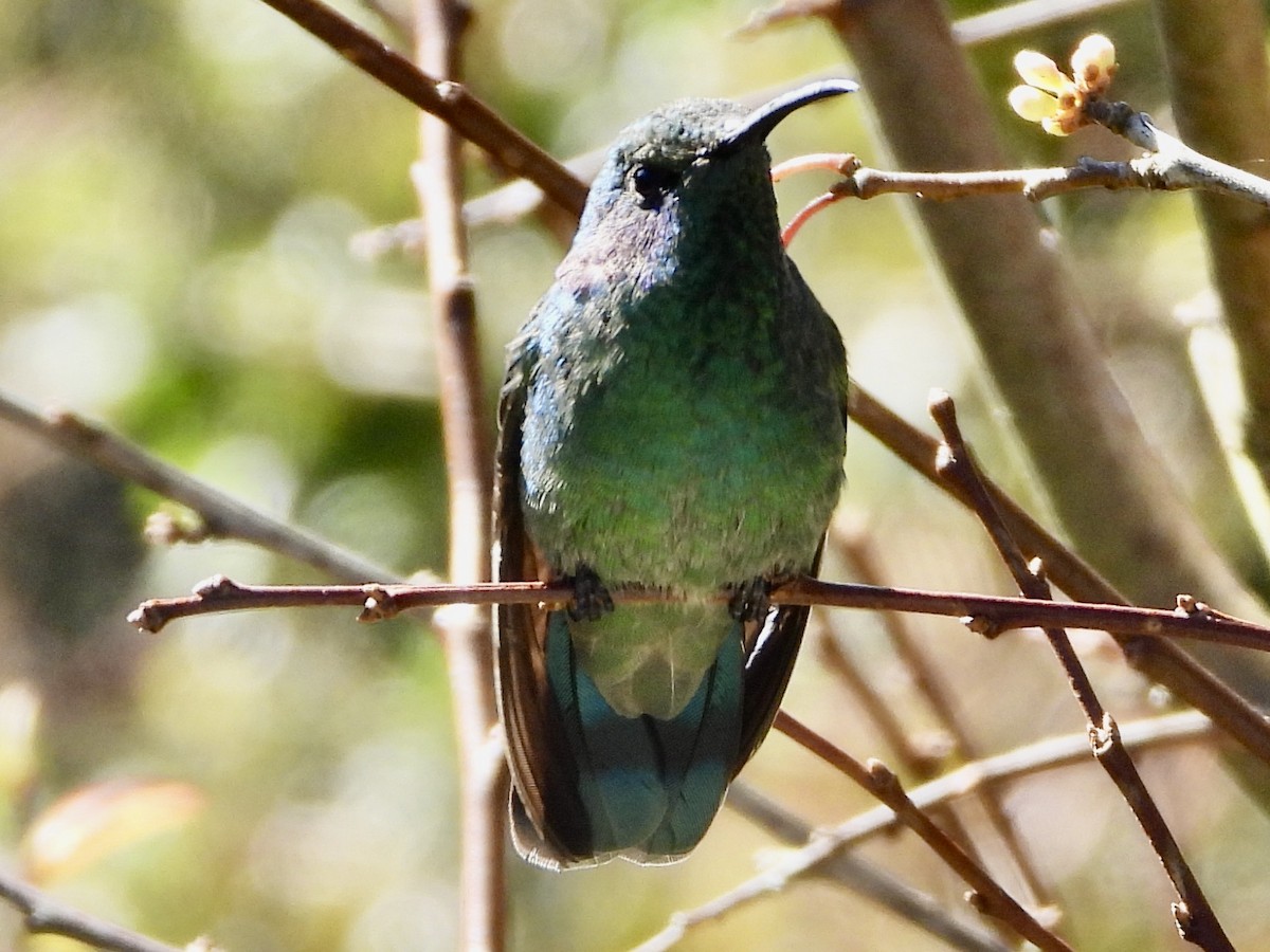 Lesser Violetear - ML424763651