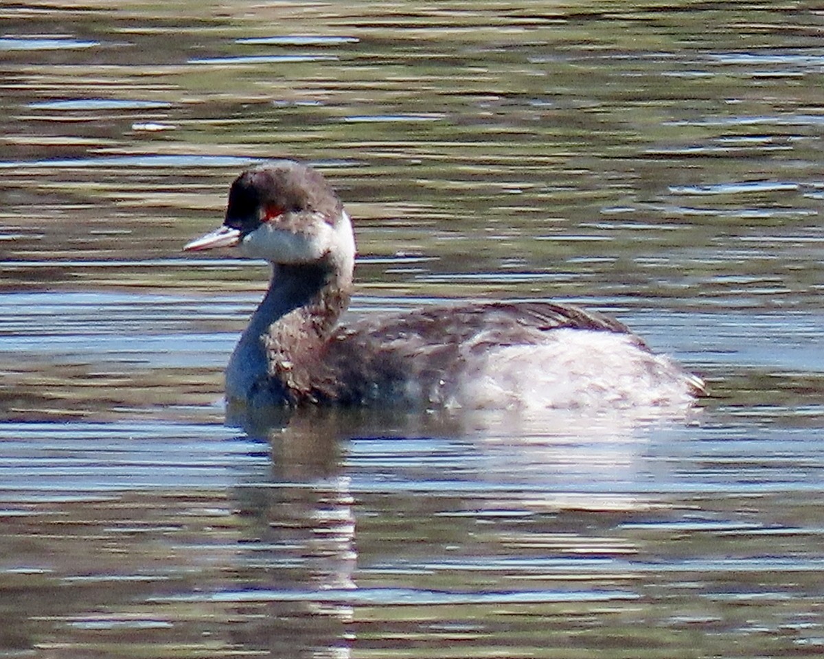 Eared Grebe - ML424763801