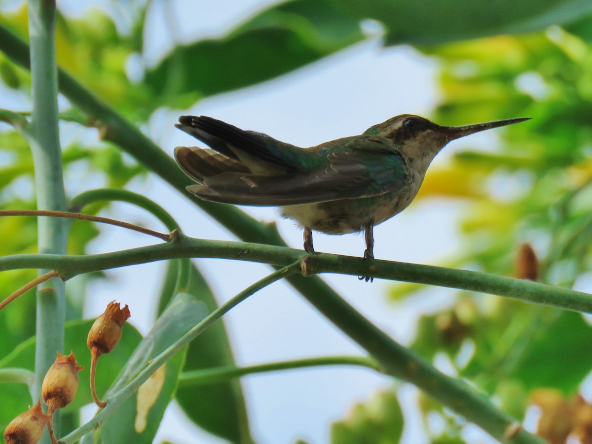 kolibřík lesklobřichý - ML42476441
