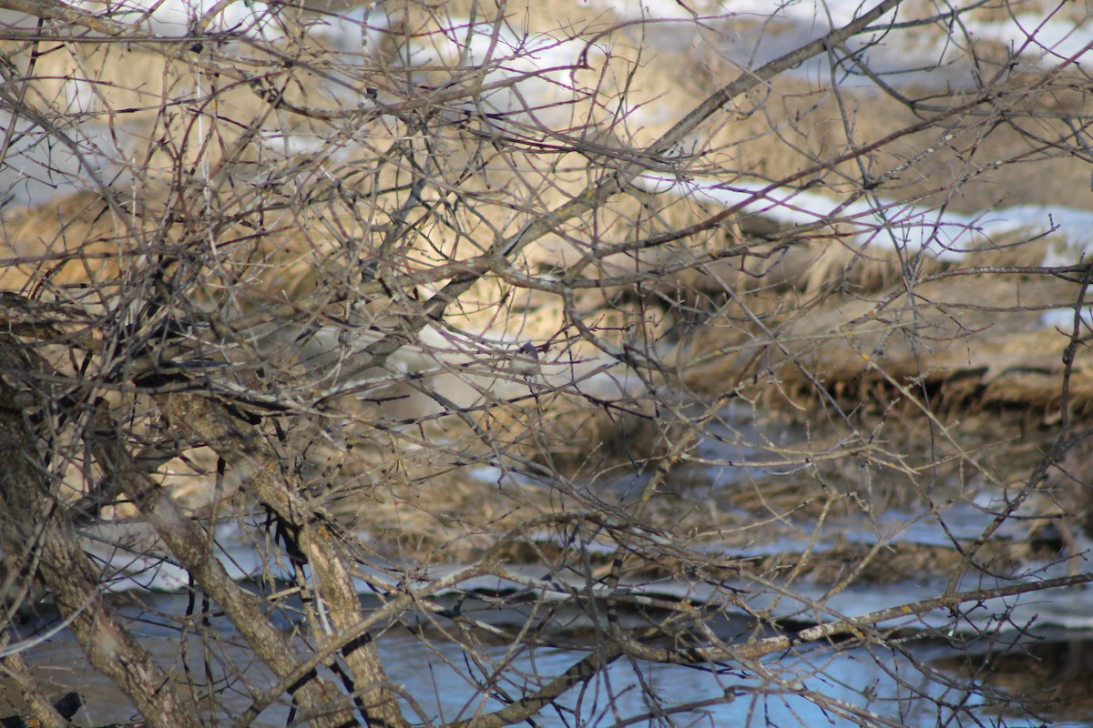 Tufted Titmouse - ML424764801