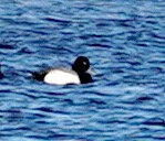 Lesser Scaup - Ryan Serio