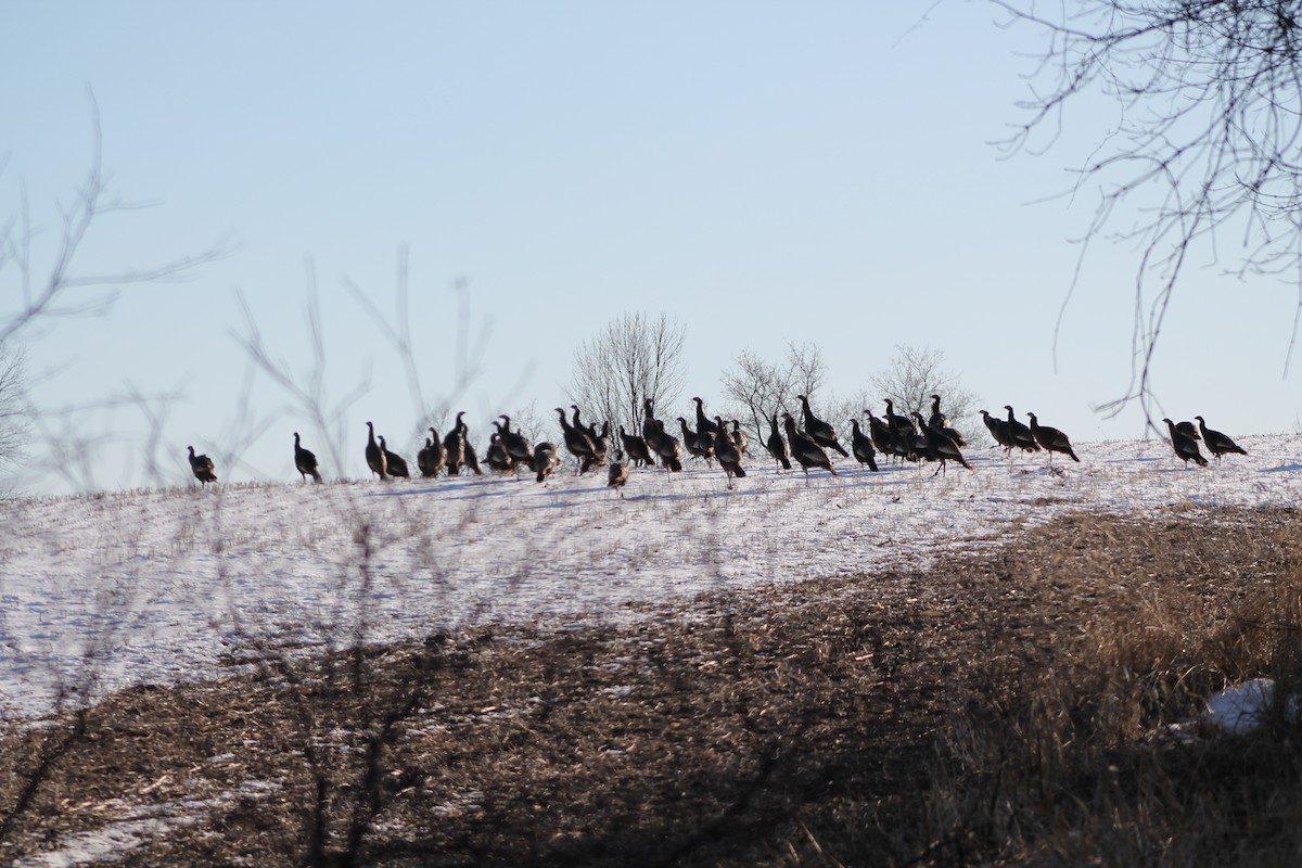 Wild Turkey - ML424765591