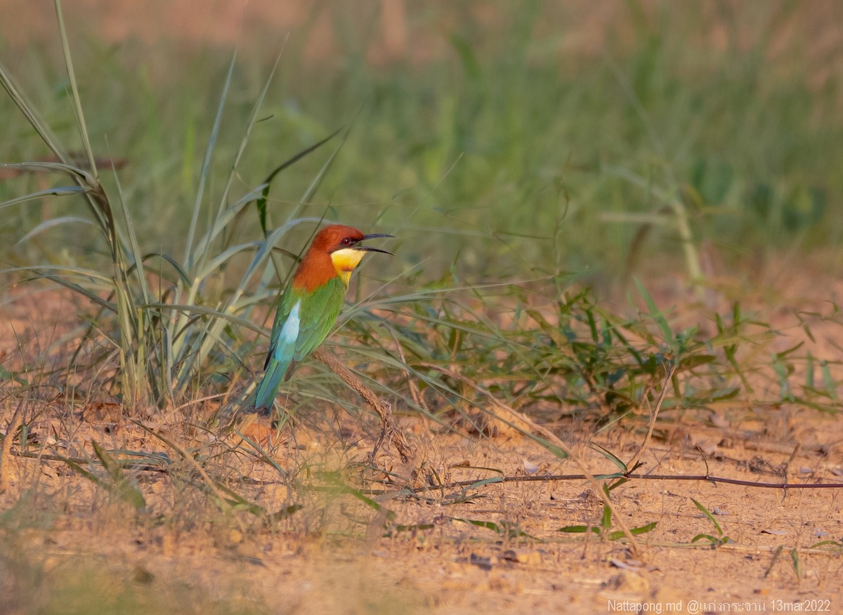 Chestnut-headed Bee-eater - ML424765921