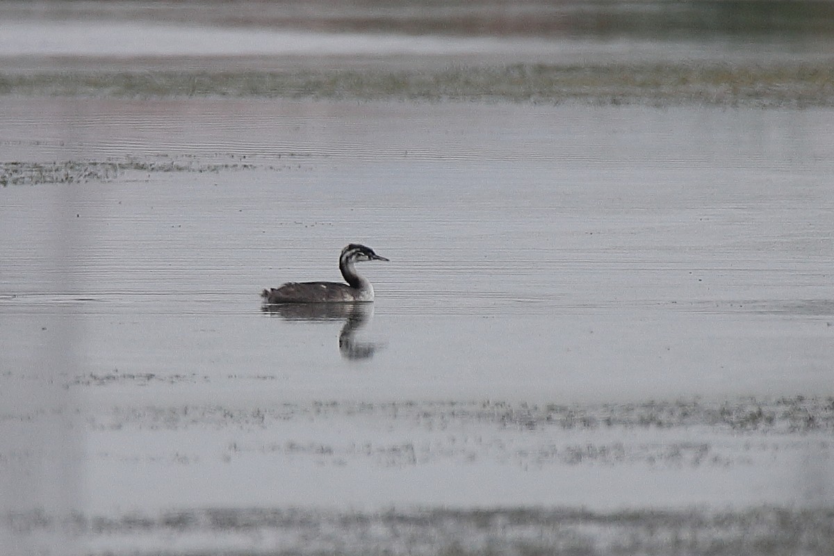 Great Crested Grebe - ML424766261