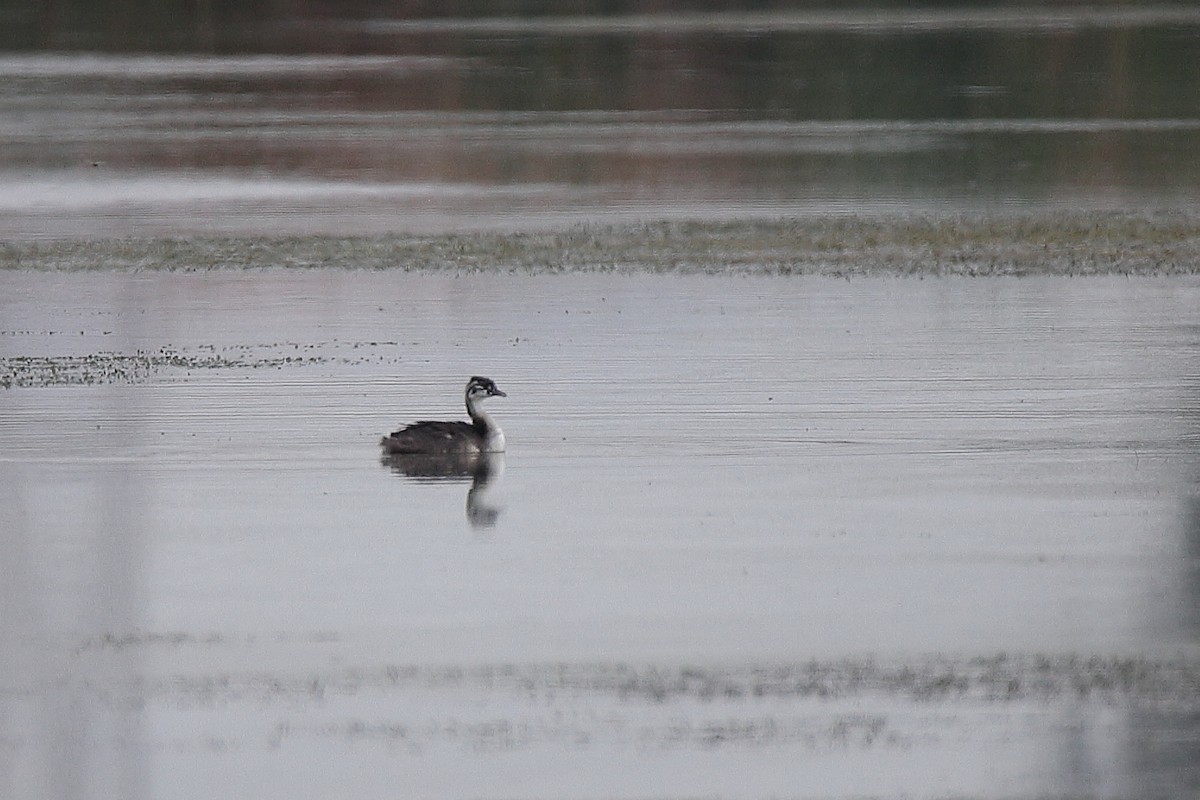 Great Crested Grebe - Johan Heyns