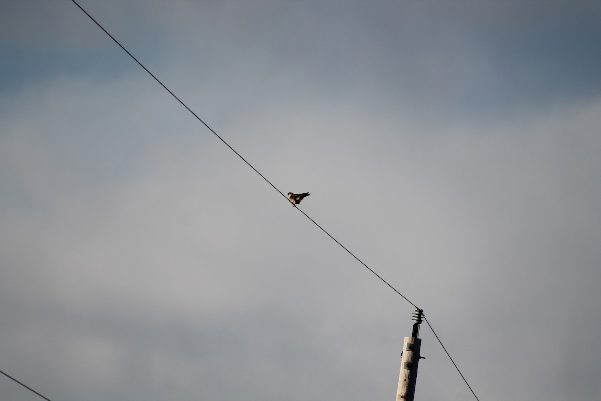 American Kestrel - ML424766631