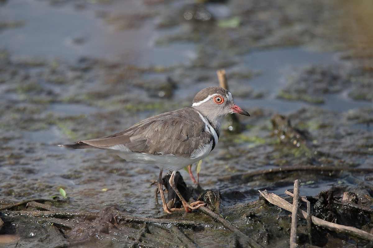 Three-banded Plover - ML424766771