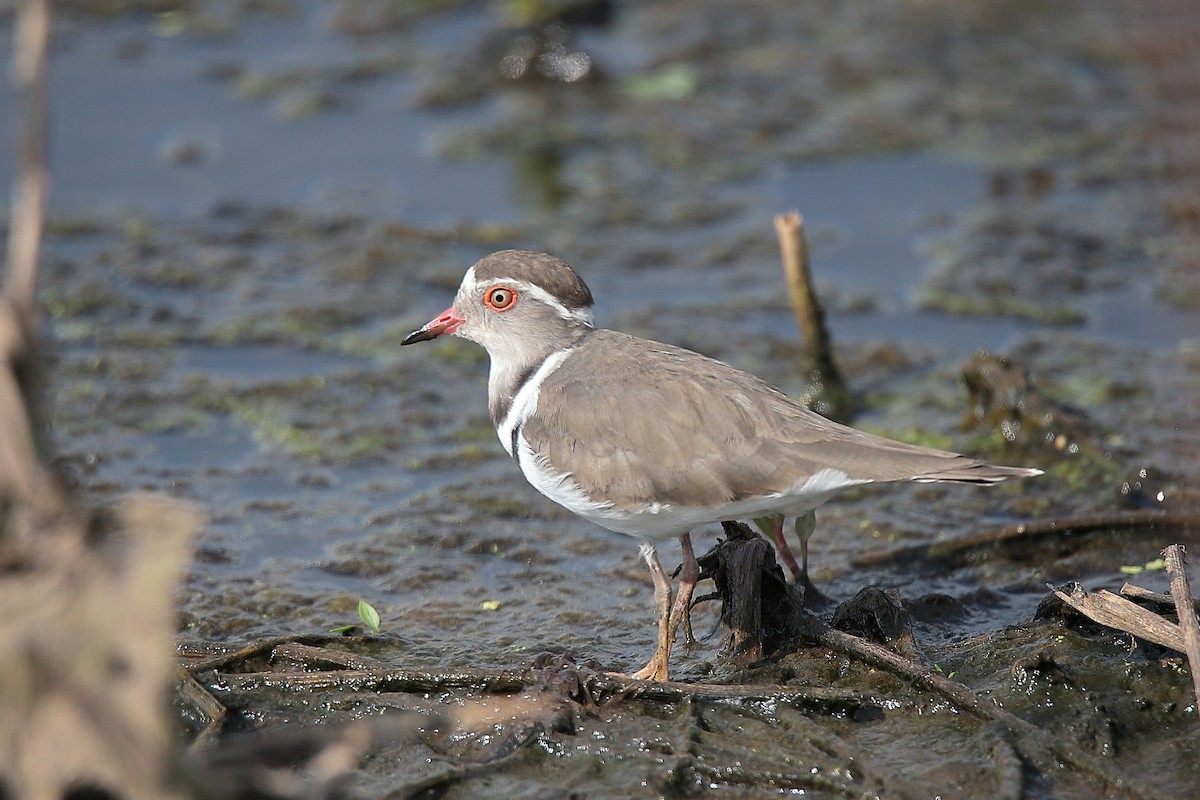 Three-banded Plover - ML424766791