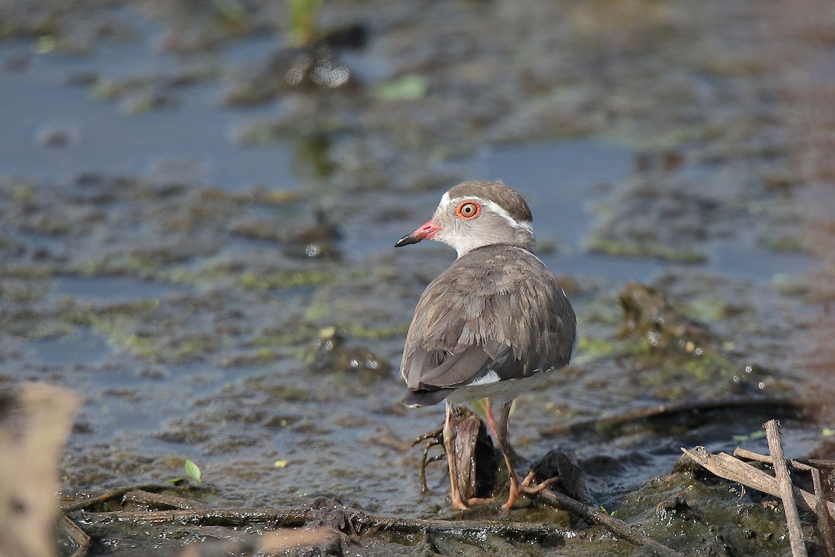 Three-banded Plover - ML424766831