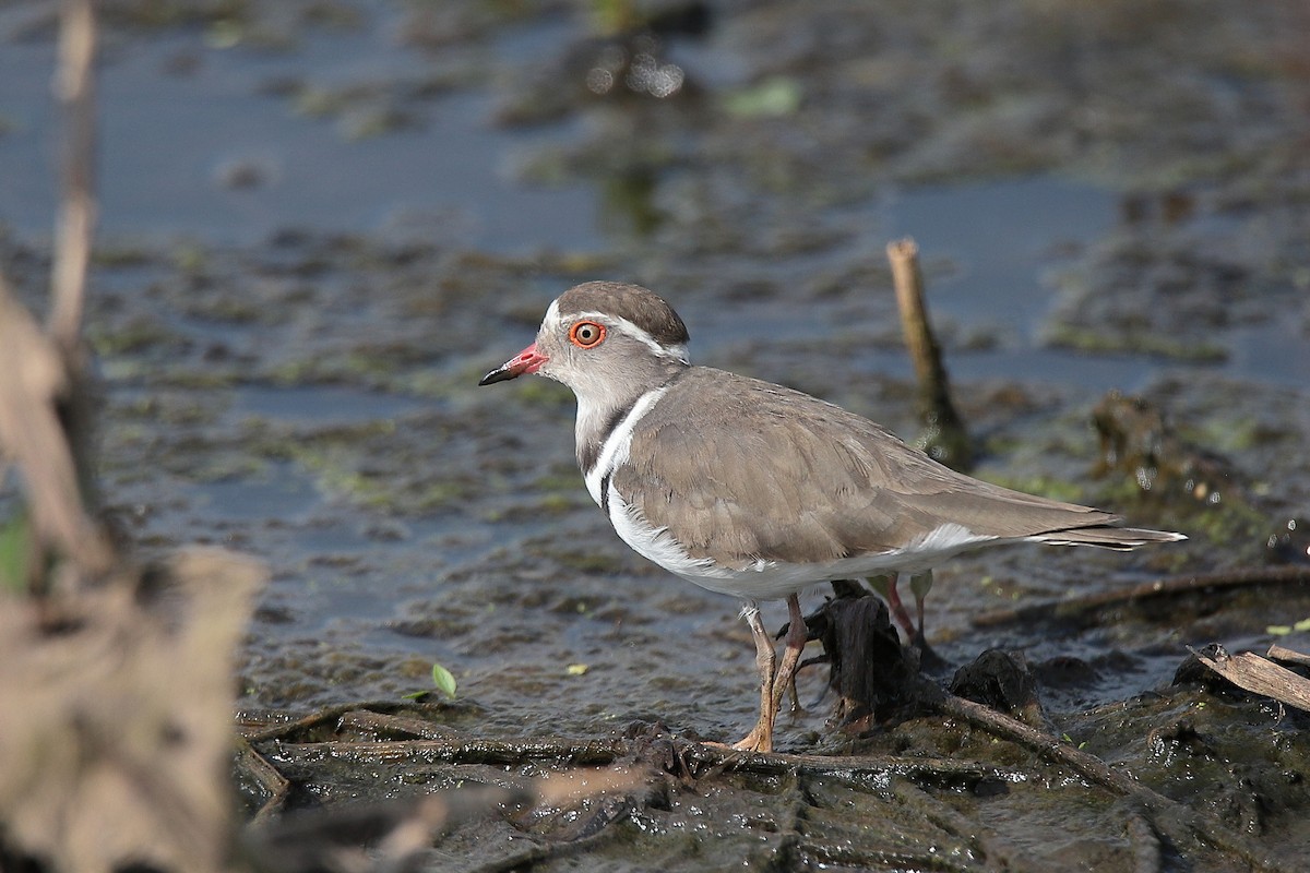 Three-banded Plover - ML424766841
