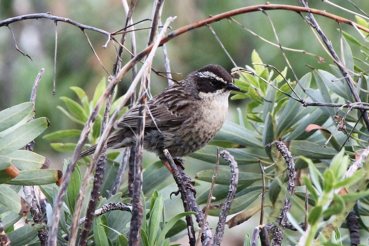 Radde's Accentor (Radde's) - Paul Chapman