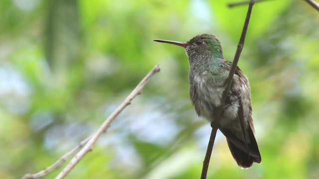 Glittering-throated Emerald - ML424767711