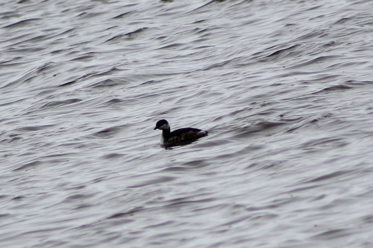 Horned Grebe - ML424767851