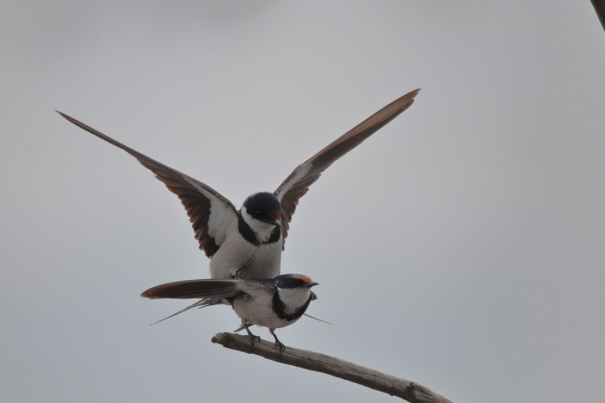 White-throated Swallow - ML424768141