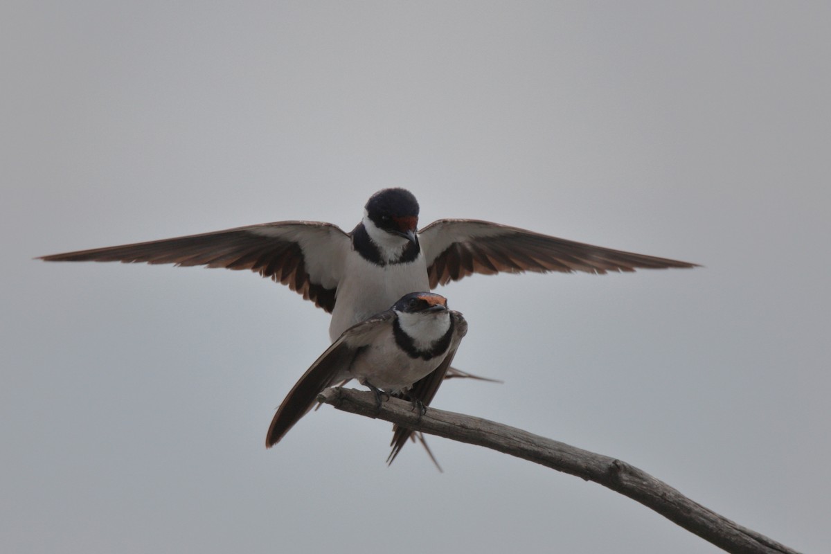 White-throated Swallow - ML424768161