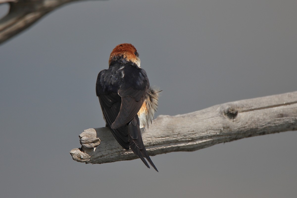 Greater Striped Swallow - ML424768201