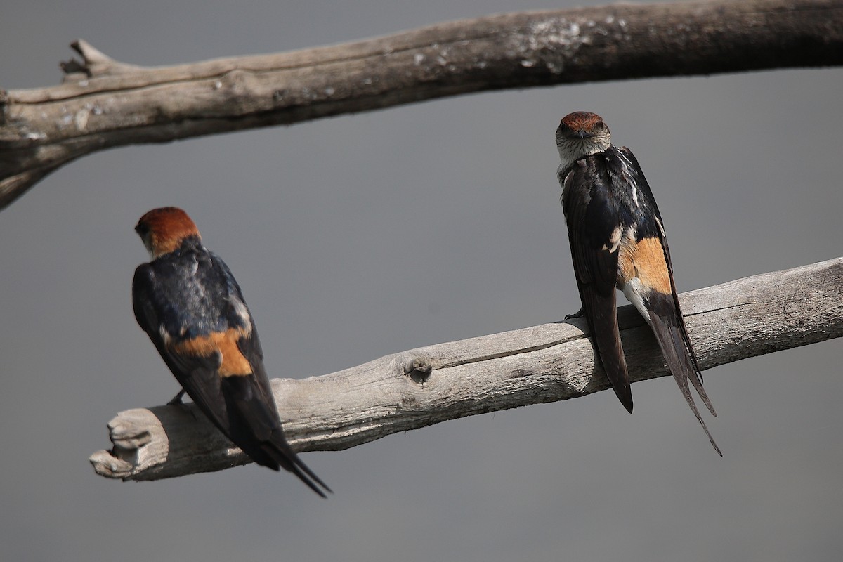 Greater Striped Swallow - ML424768261