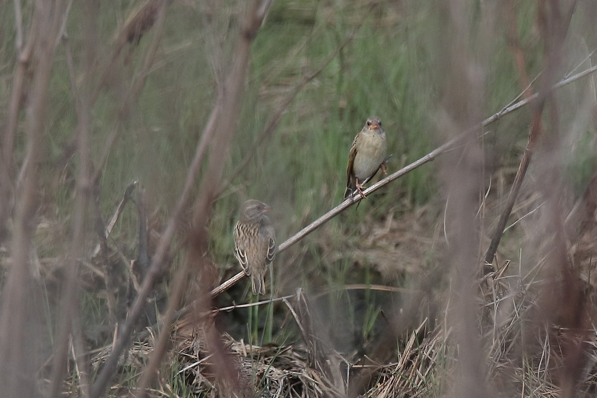 Red-billed Quelea - Johan Heyns