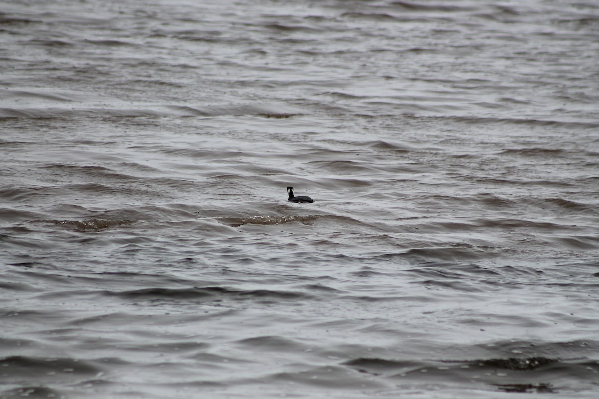 Horned Grebe - ML424768351