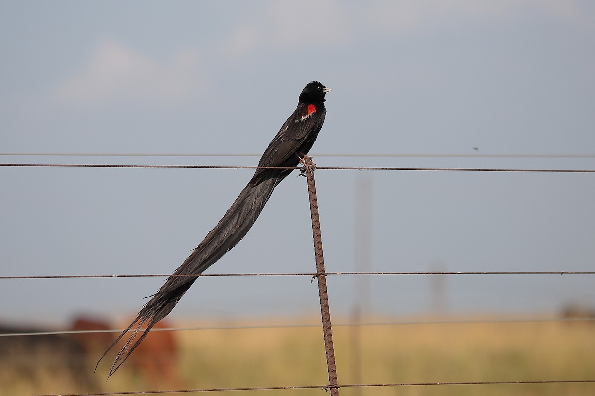 Long-tailed Widowbird - ML424768431