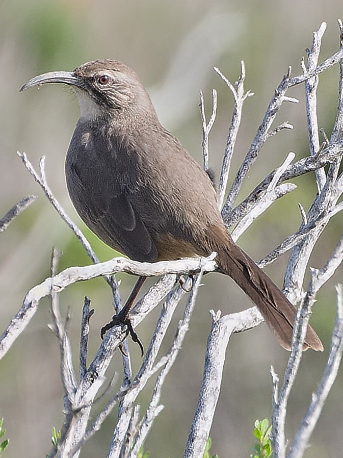 California Thrasher - ML42476861