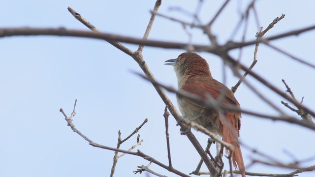 オオアレチカマドドリ - ML424768991