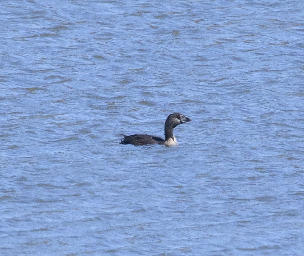 Pied-billed Grebe - ML424769101