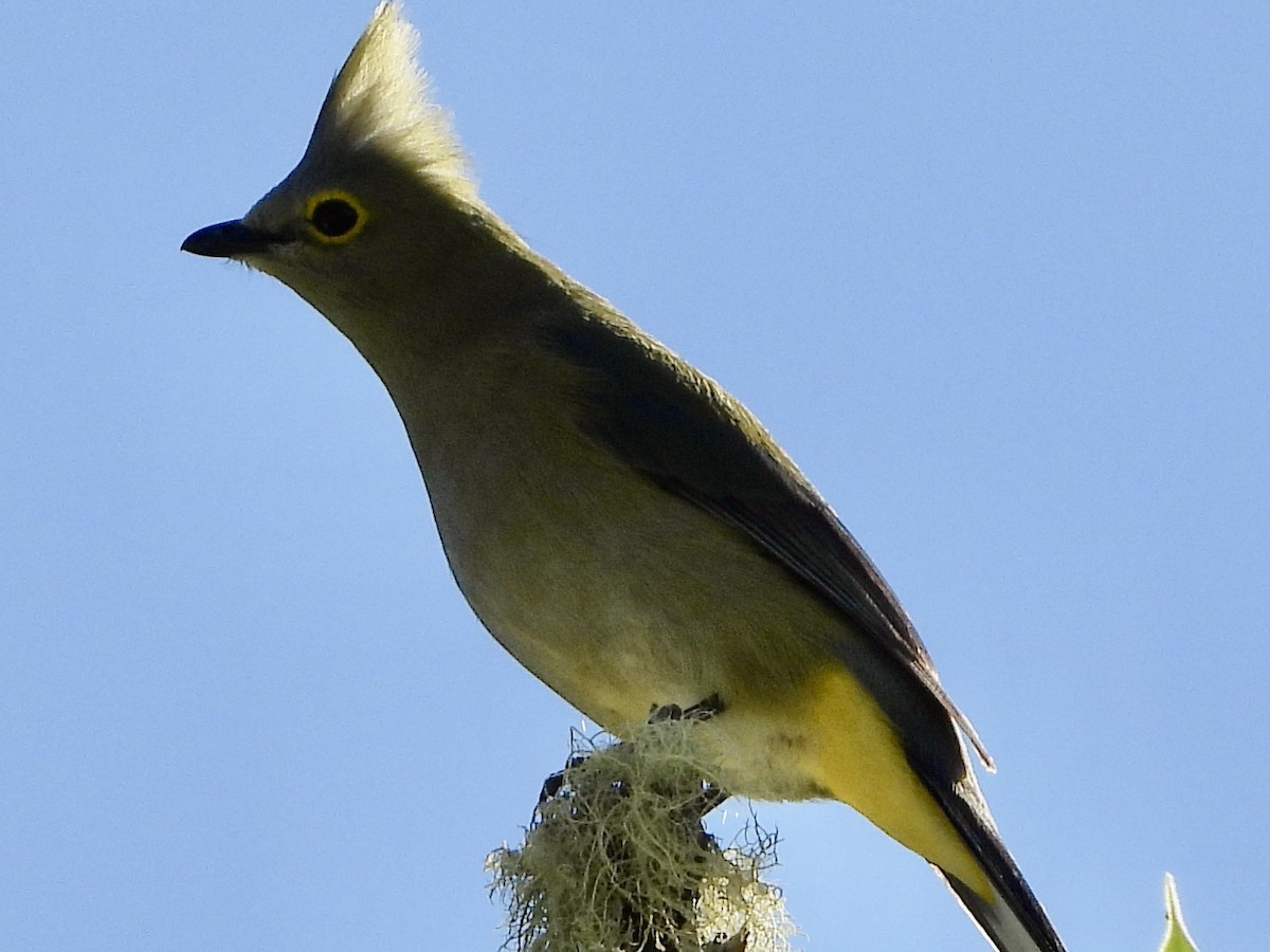 Long-tailed Silky-flycatcher - ML424769561