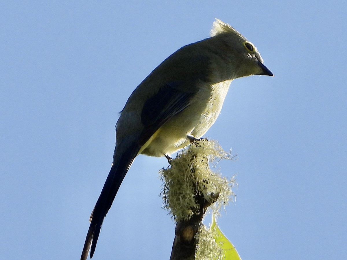Long-tailed Silky-flycatcher - ML424769591