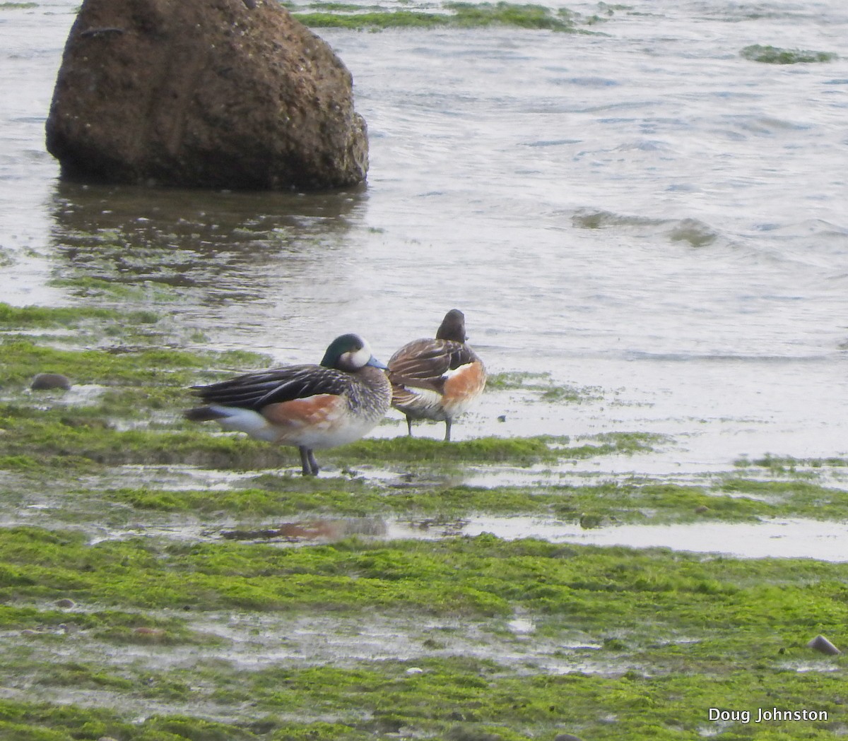 Chiloe Wigeon - ML42476981