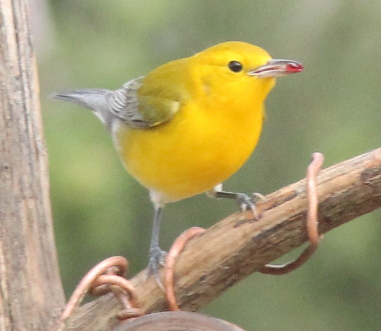 Prothonotary Warbler - ML424772651