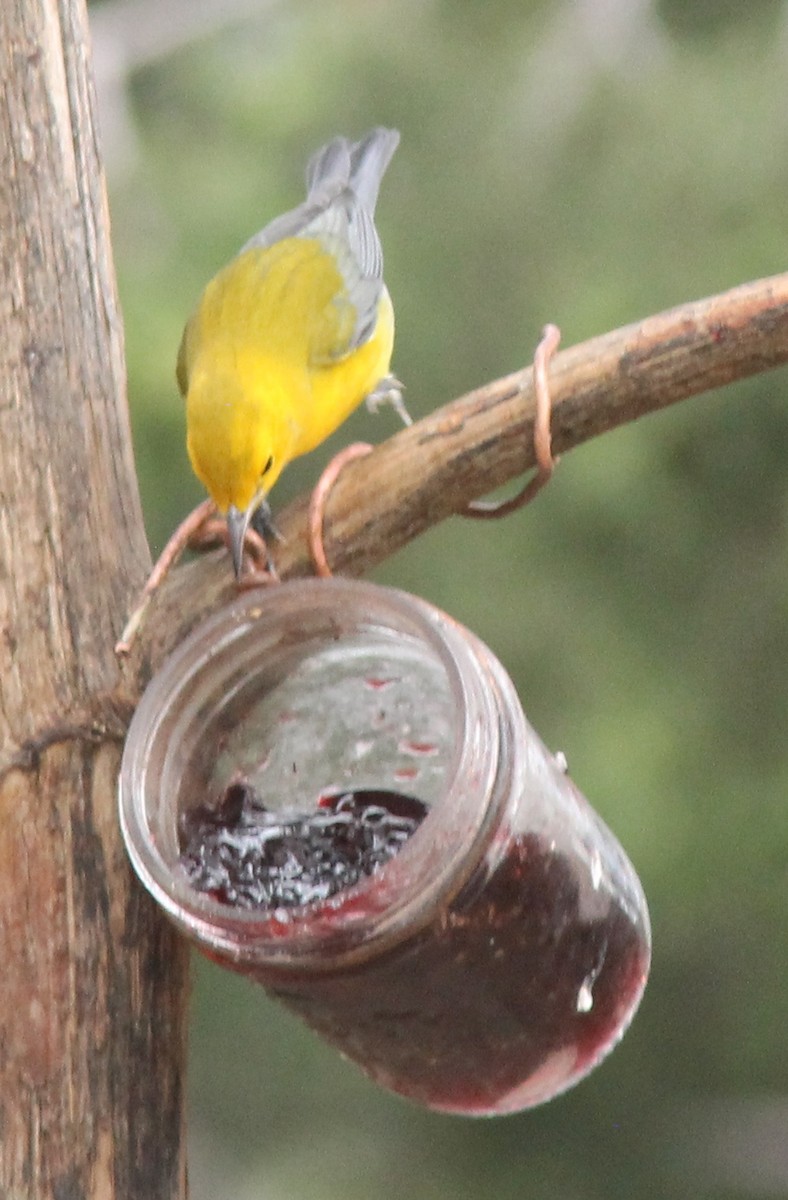 Prothonotary Warbler - ML424772661