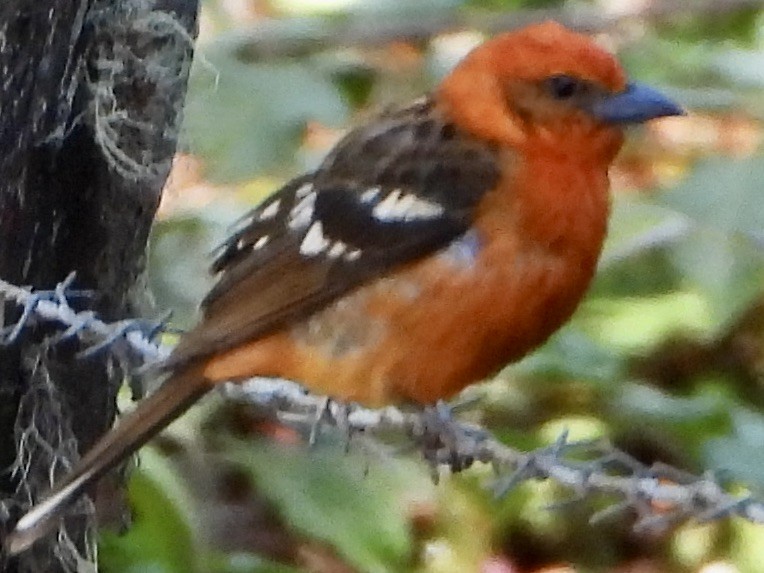 Flame-colored Tanager - ML424772681